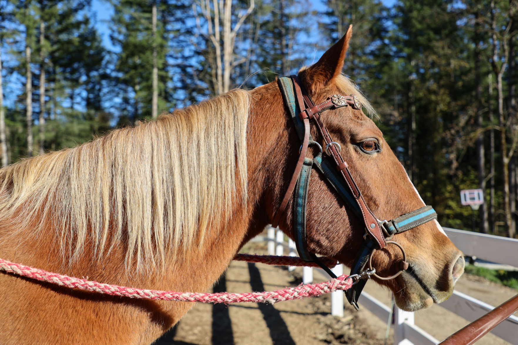 Cruz at Grace Therapeutic Horse Farm
